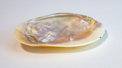 Naural Shell Jewelry Dish with Inlaid Pearls