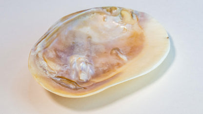 Naural Shell Jewelry Dish with Inlaid Pearls